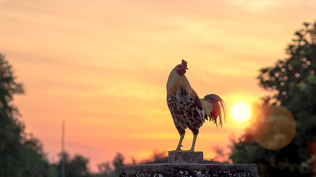 Maurice itse ei esiintynyt oikeuden istunnossa, jossa sen tapausta puitiin. Oikeustalon ulkopuolella nähtiin kuitenkin protestoijia kukot mukanaan.  Kuvituskuva.
