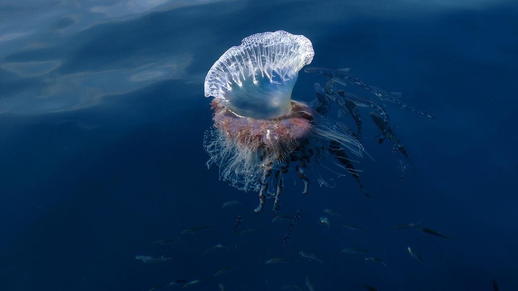 Portugalinsotalaiva on yksi vaarallisimmista polttiaiseläimistä