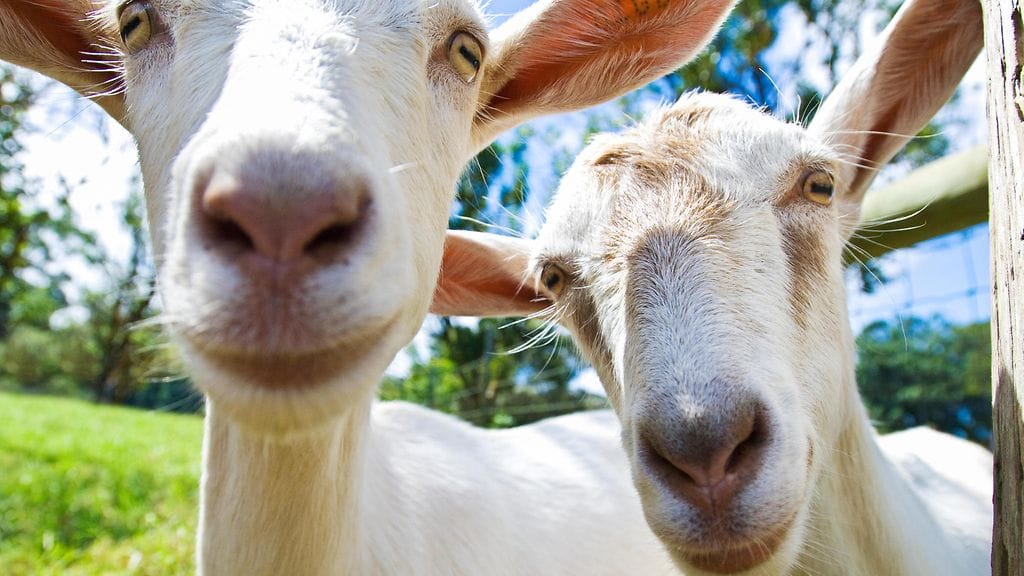 Kolme vuohta karkasi tänään Suonenjoella. Kuvituskuva.