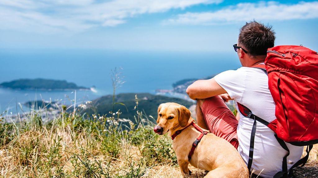 Lemmikki lähtee nykyisin mukaan monille perhematkoille. Eläimen kanssa matkustamisessa kannattaa ottaa muutamia seikkoja huomioon.