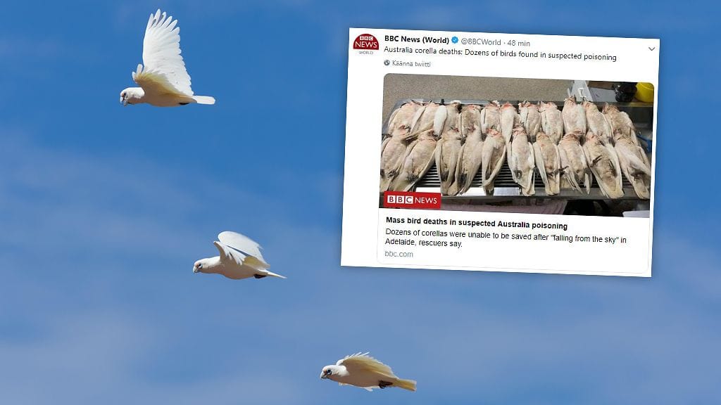 Yli 60 lintua on kuollut Etelä-Australiassa mystisesti tämän viikon aikana, kertoo BBC.