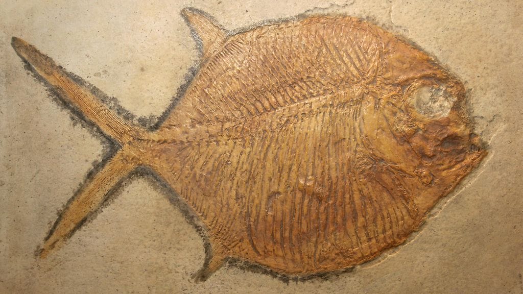 Esihistoriallinen pycnodont -luukala oli jopa 1,2 metriä pitkä.