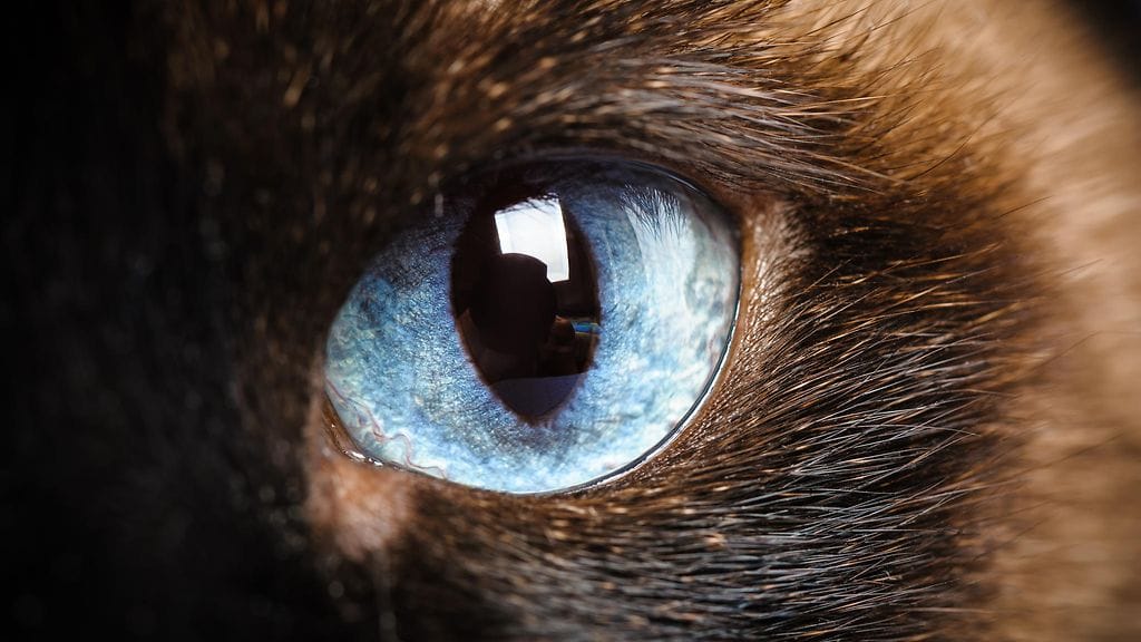 Tavallisesti kissalla on syntyessään siniset silmät, jotka muuttavat väriä kissan varttuessa. Kuvituskuva.