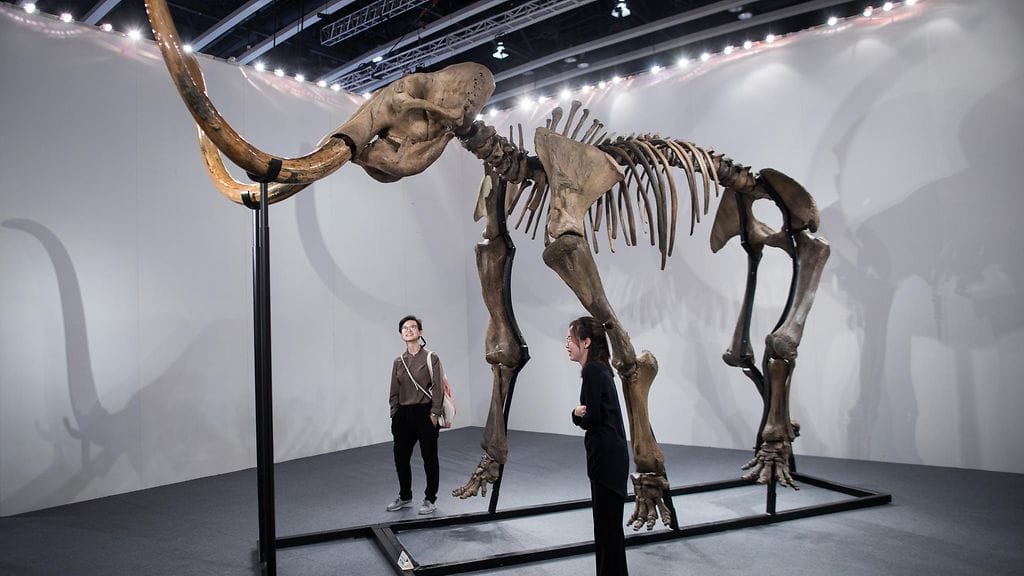 Tällaisten villakarvamammuttien luita kaivetaan Yakutan alueelta. Kuvituskuva / AOP