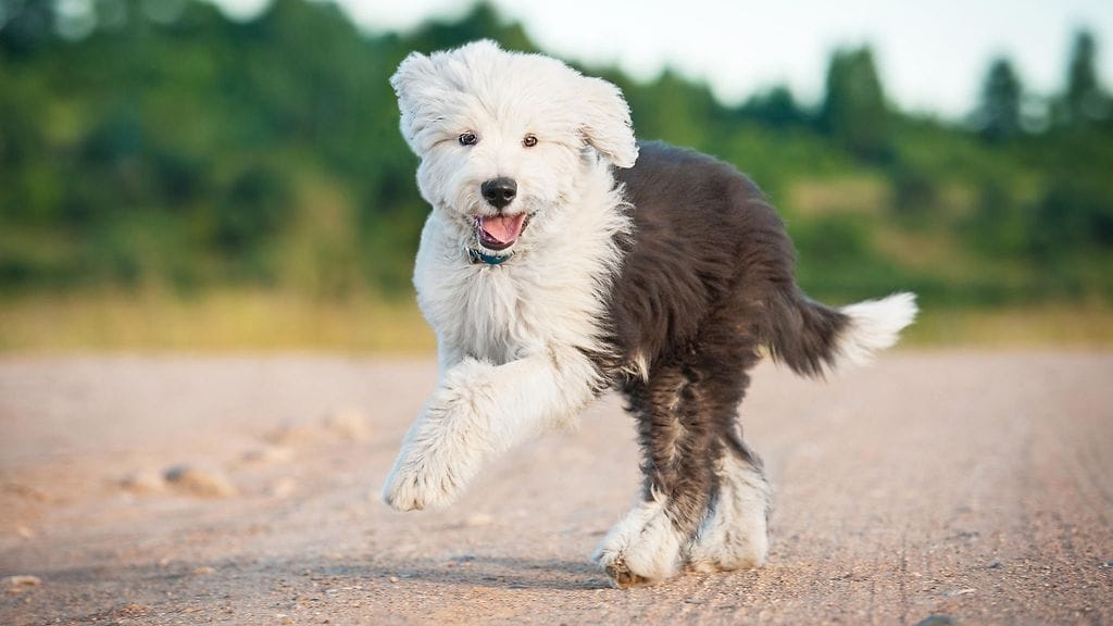 shutterstock_298710881