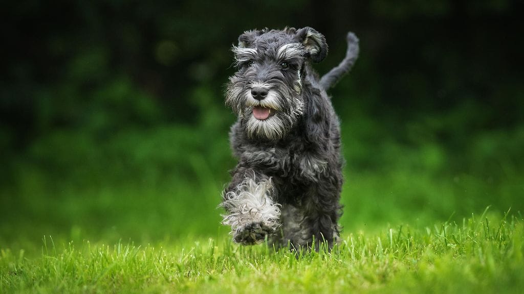 shutterstock_673885642