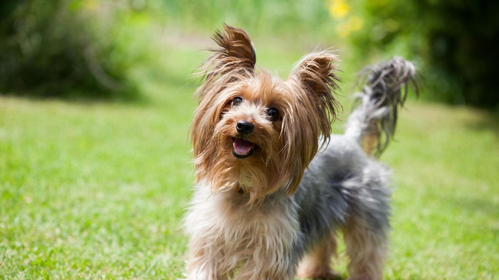 shutterstock_246130240