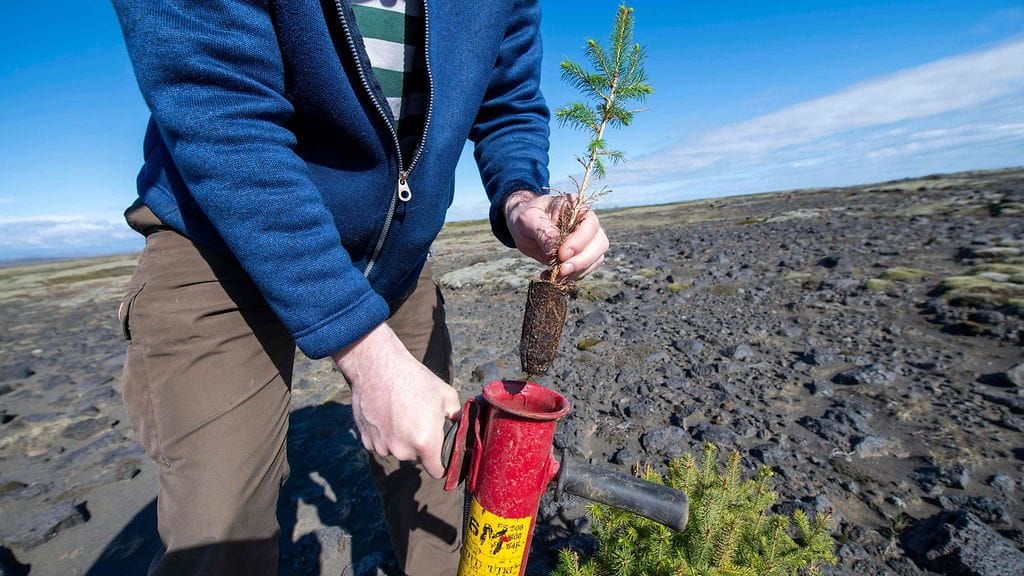 Islannin metsistä ja metsittämisestä vastaavan viranomaisen IFS:n johtaja Hreinn Oskarsson käyttää taimien istuttamiseen Suomessa kehitettyä istutusvälinettä, pottiputkea.