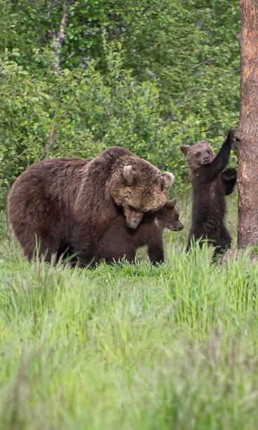 karhutveronicamikkola_oikeudetkuviintassajutussa