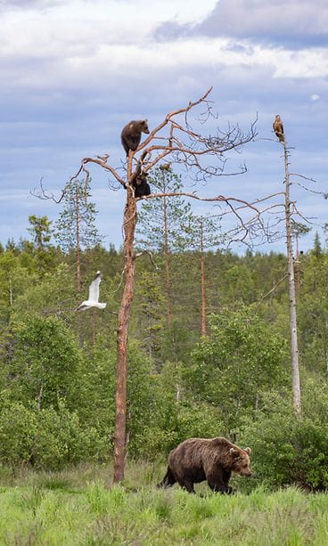 karhutveronicamikkola_oikeudetkuviintassajutussa (1)
