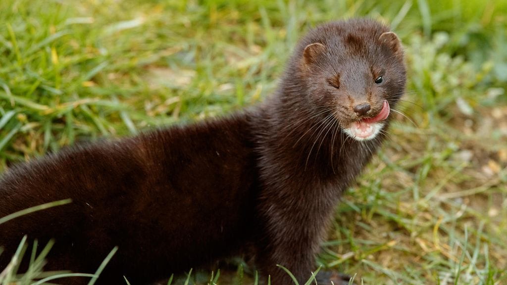 Kuvituskuva. Minkki on harvemmin paljastunut sähkökatkon syyksi.