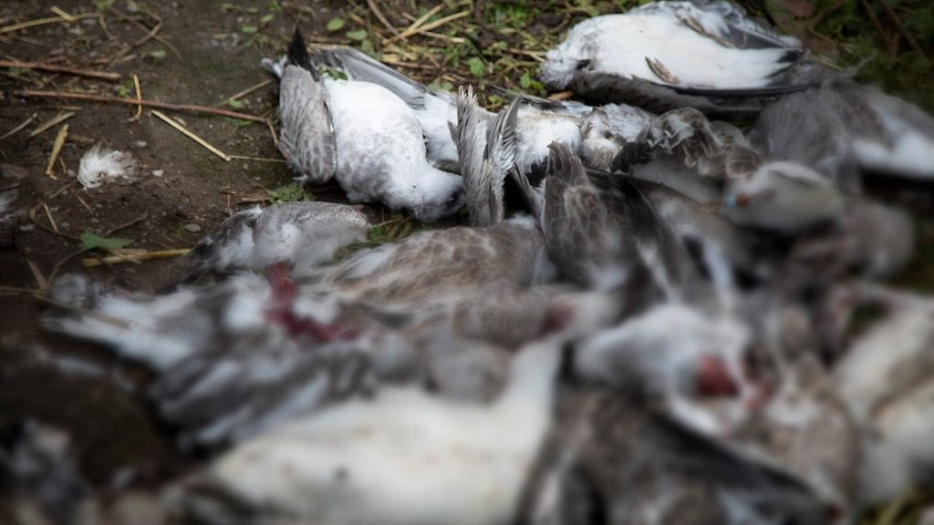 Korkeasaaren tapetut linnunpoikaset.