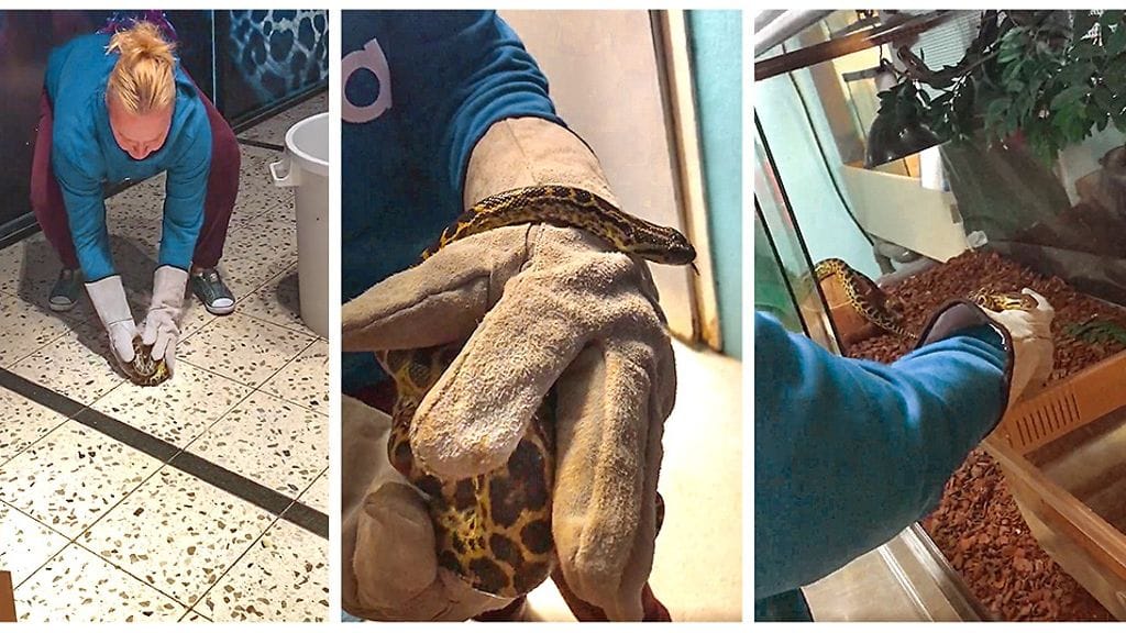 Houdini katosi heinäkuussa terraatiostaan, ja se löydettiin parin viikon karkumatkan jälkeen.