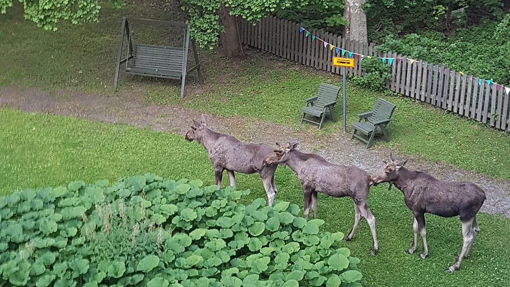 Veera Nylund näki hirvenvasat vanhainkodin pihalla aamuviideltä. Hän ei tiedä tarkkaan, miten kauan ne olivat ehtineet olla paikalla ennen sitä.