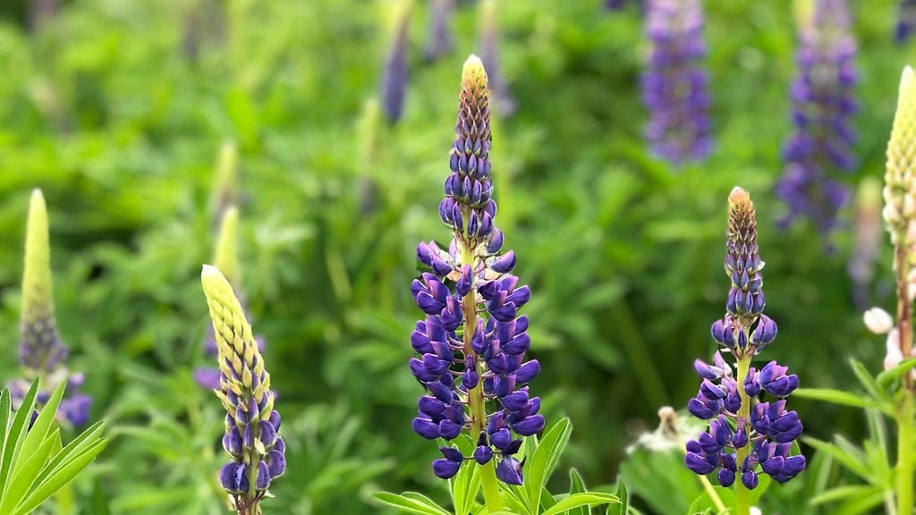 lupiini, haitallinen vieraslaji, lupiinit