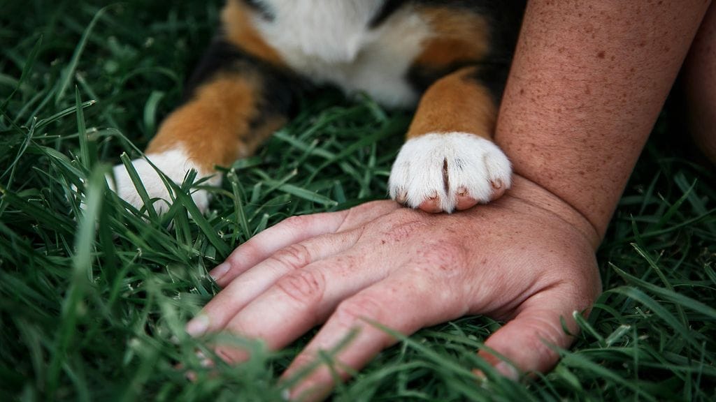 Karjalaisen haastatteleman eläintenhoitajan mukaan kaikki myrkyt eivät jätä sisäelimiin jälkiä tai tuhoa esimerkiksi maksaa tai munuaisia.