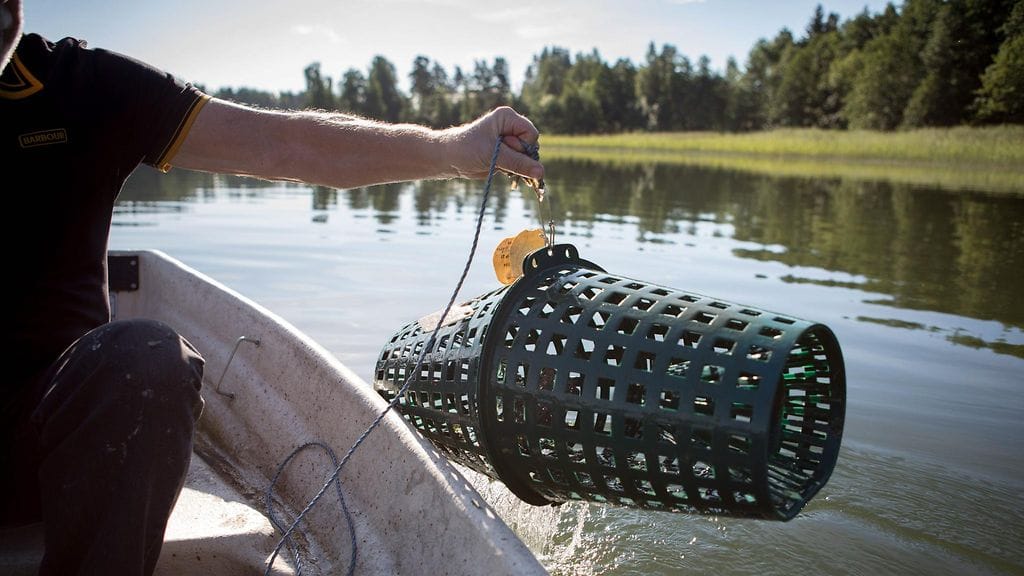 Vuosittain täplärapuja pyydetään 2–3 miljoonaa ja jokirapuja alle miljoona yksilöä.