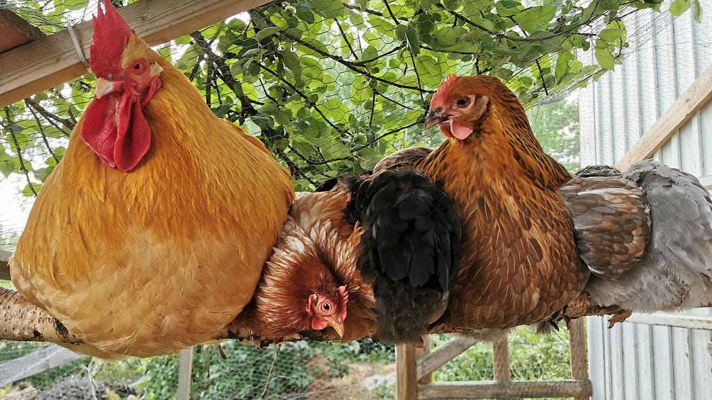 martti kukko ja kanat