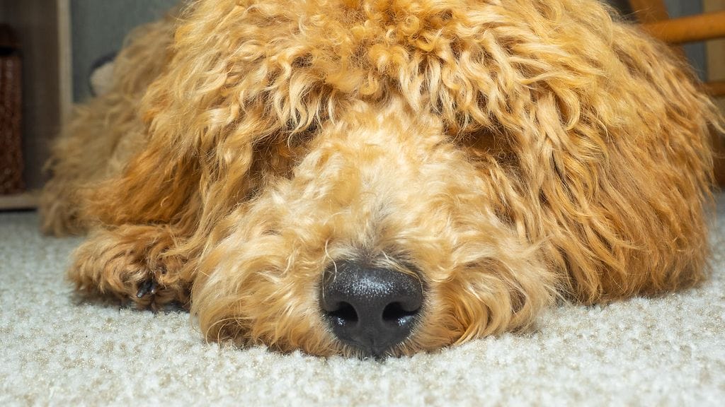 shutterstock_1413204977