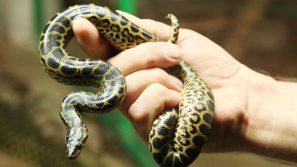 Keltaisen anakondan poikaset syntyivät tänä aamuna. Kuvan poikanen on kolmen minuutin ikäinen.