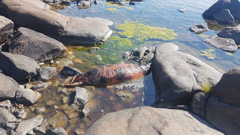 Porin Kallossa kesäpäivää viettäneille valkeni karu näky rantakivikkoon ajautuneesta hylkeen raadosta. Asiantuntijan mukaan hyljettä ei saa koskea, sillä seuraukset voivat olla kivuliaat. Kuva: Ira Leppihalme.