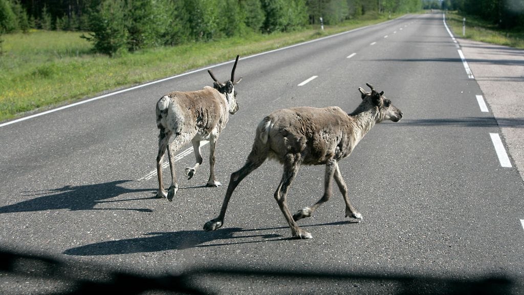 Kuvituskuva. Henkilöauto suistui ojaan väistäessään poroa Kuusamossa, kertoo Oulun poliisi.