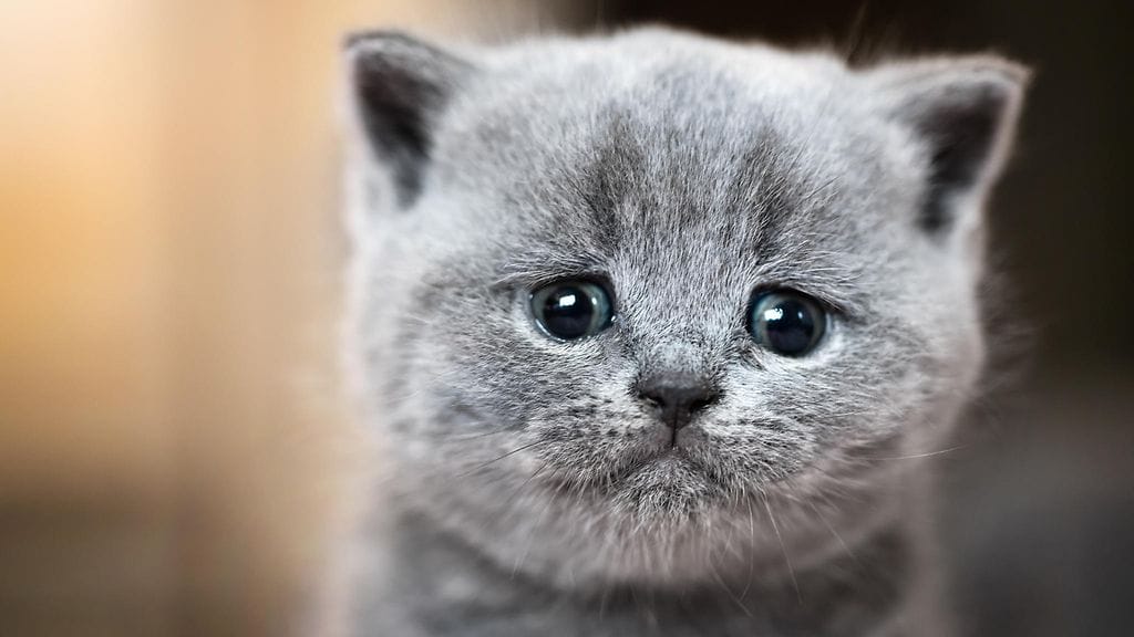 shutterstock_738354847