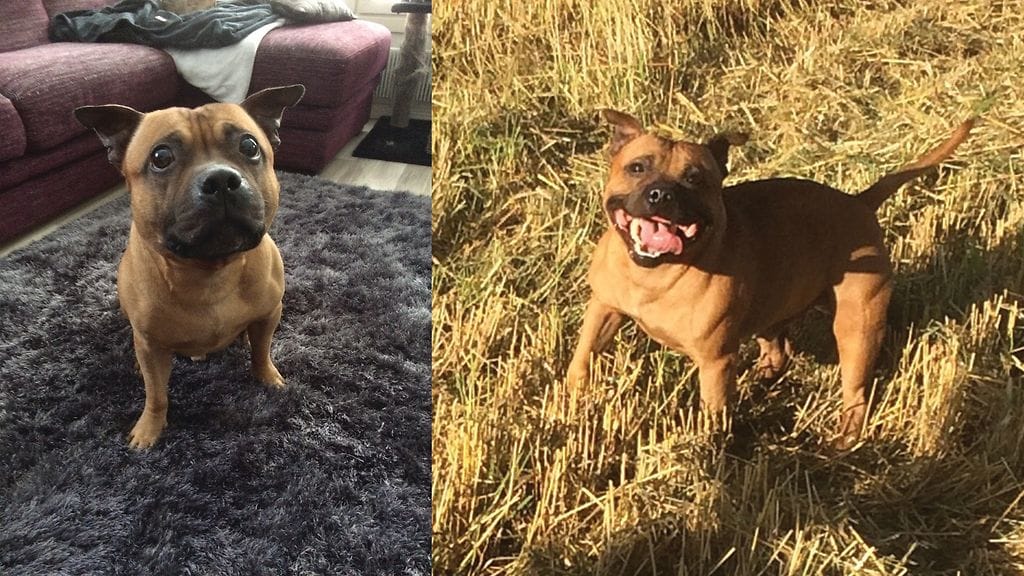 Sairaalle Rocky-koiralle yritettiin etsiä hoitoa turhaan