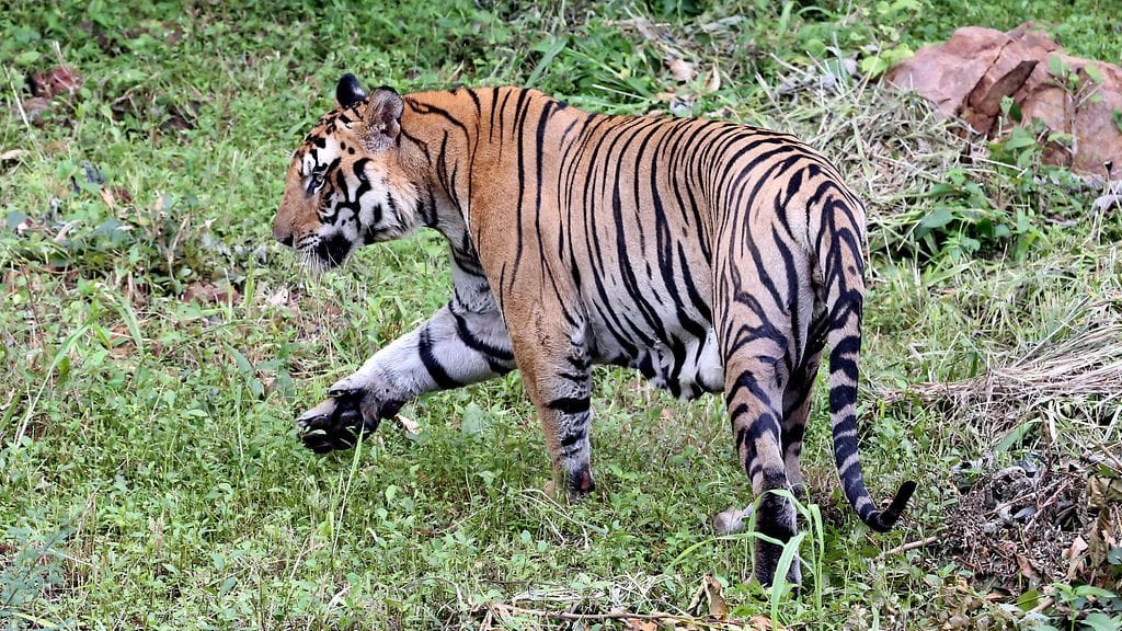 Intiassa elää yli 2220 tiikeriyksilöä. Kuvituskuva.