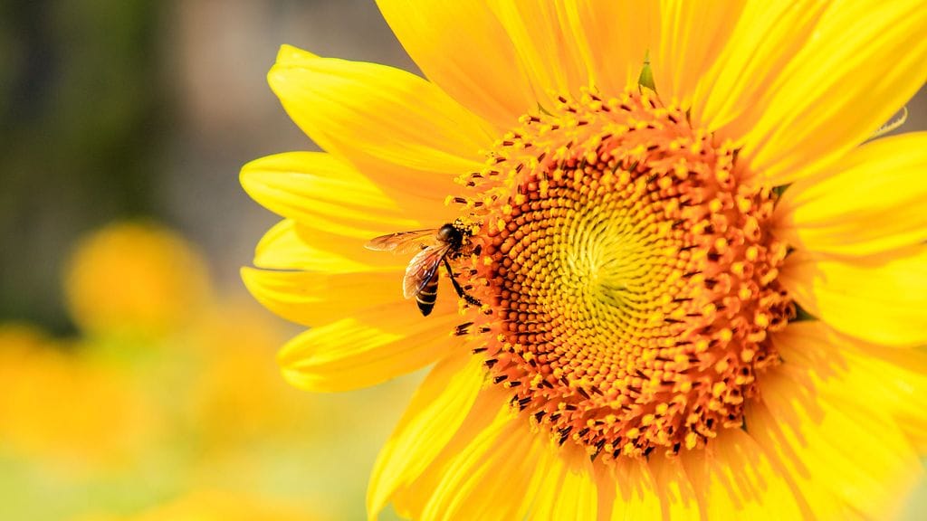 Kuvituskuva. Aivopähkinä-kuvan löydät jutun sisältä.