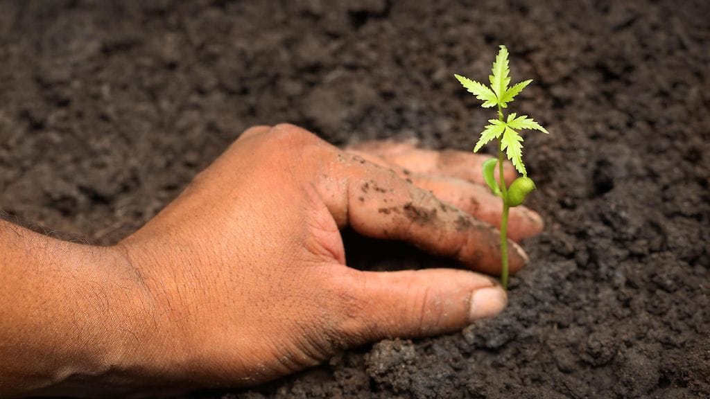 Ulkomailta ostettujen siemenien mukana voi levitä esimerkiksi vieraslajeja