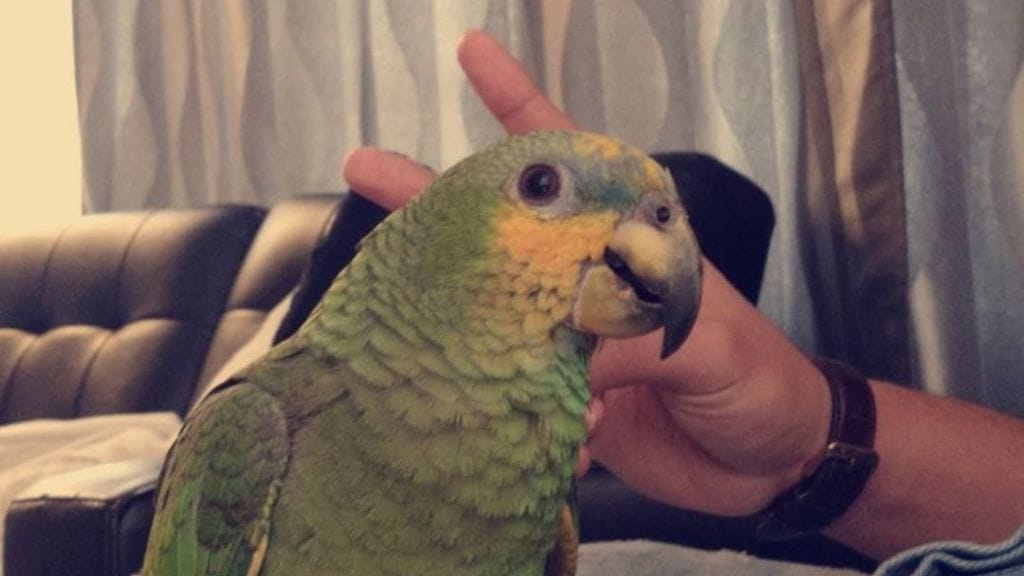 Kuku-papukaija on väriltään vihreä ja silmien sekä pyrstön alta oranssi. Humis Emarra kuvailee sitä virkeäksi papukaijaksi.