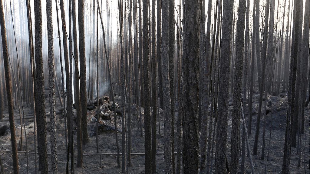 AOP metsapalot Venäjä
