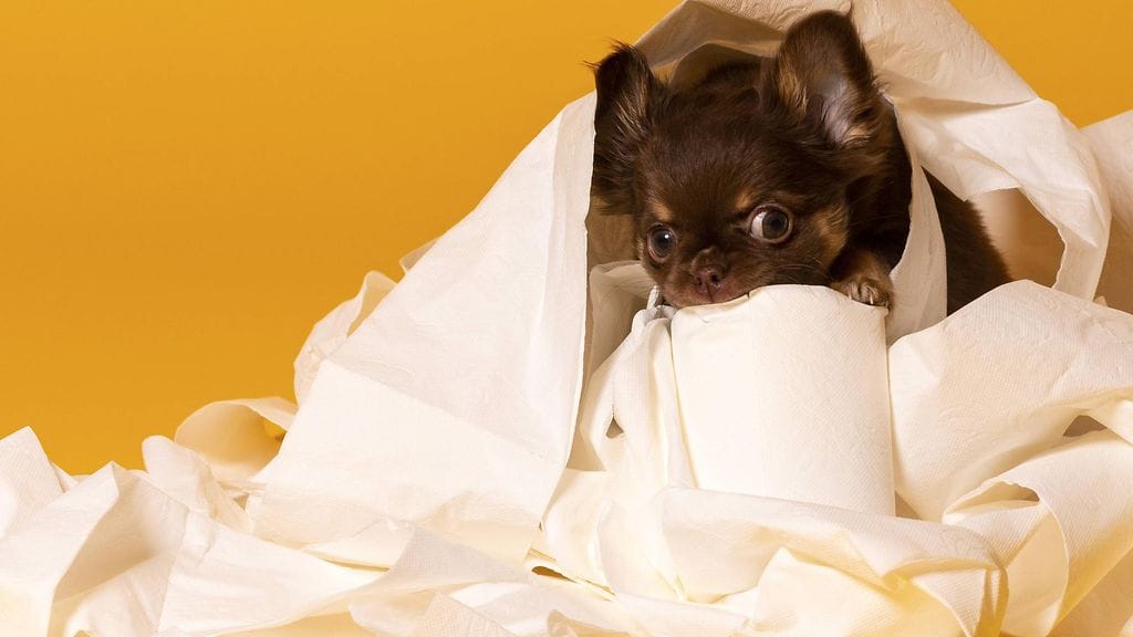 Kuvituskuva. Kuvassa oleva chihuahua Benny ei liity artikkelissa käsiteltyyn tapaukseen.