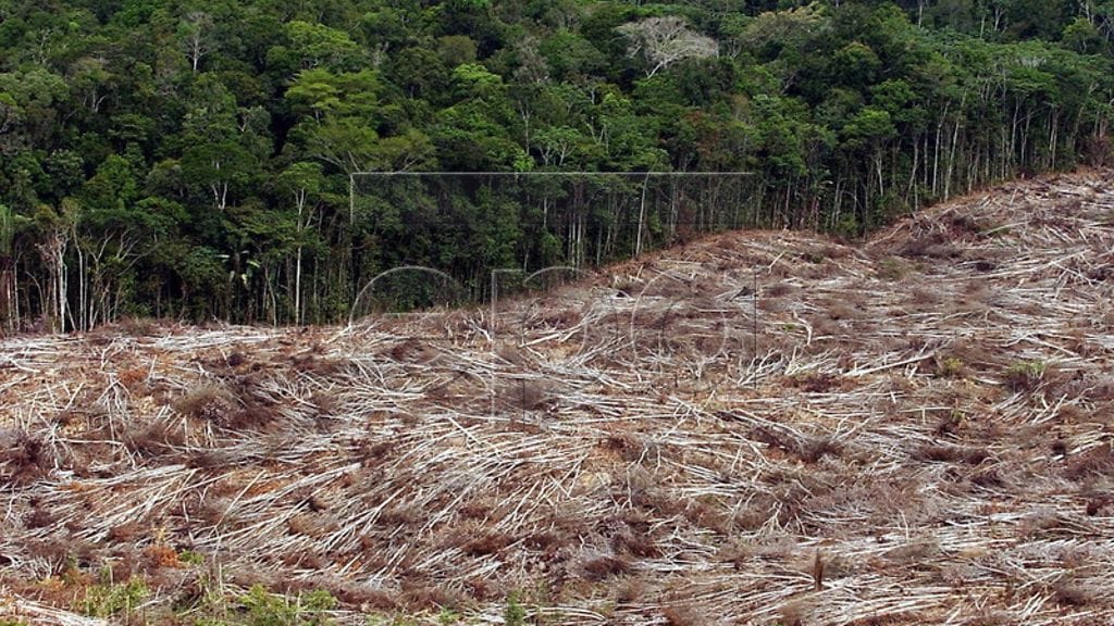 Amazonin sademetsää tuhoutuu jatkuvasti hakkuiden ja polton tieltä.