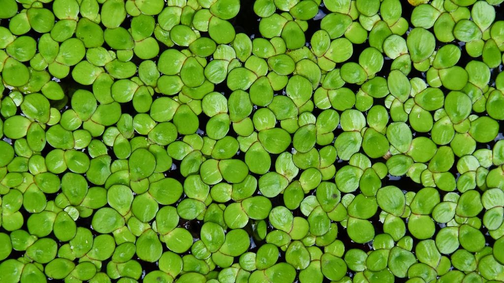 Vesilinssit ovat juurettomia vesikasveja, jotka kelluvat veden pinnalla.