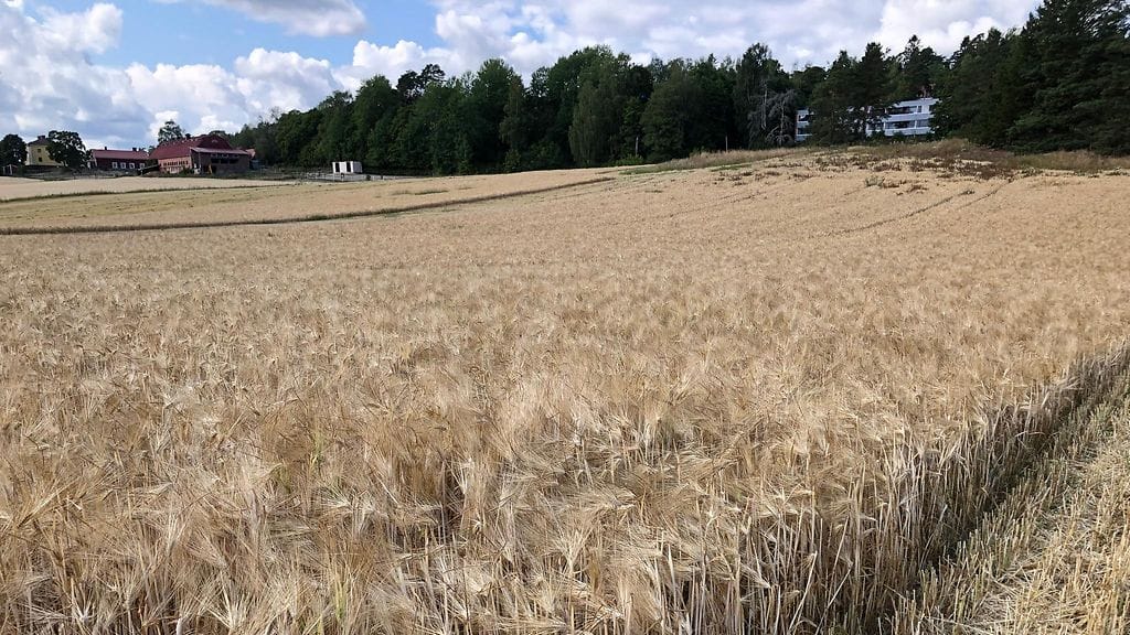 Kuvituskuva ohrapellosta