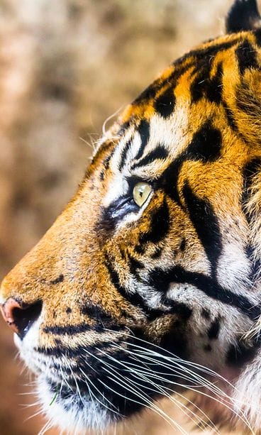 shutterstock_1455318098