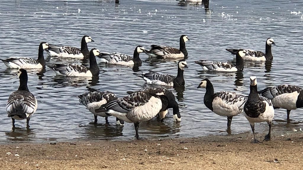 Valkoposkihanhet viihtyvät Suomessa huhtikuusta lokakuuhun.
