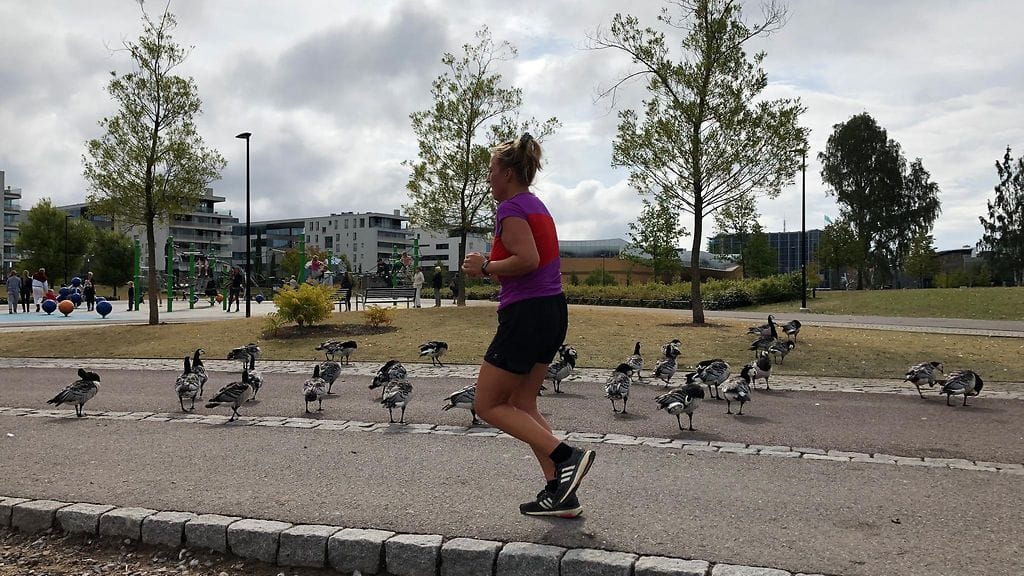 valkoposkihanhi, hanhet, pyörätie, lenkkeilijä