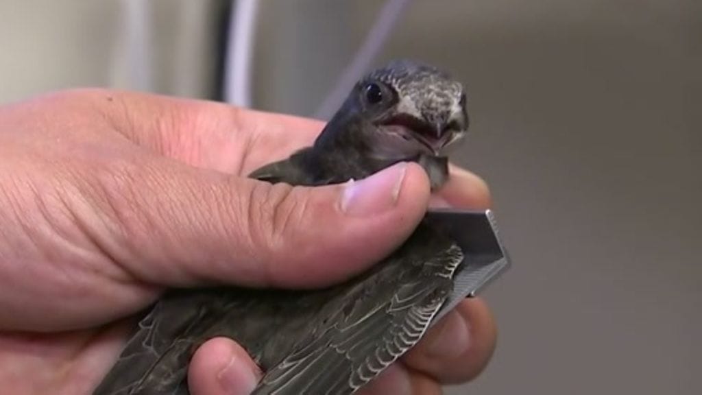 Pikkuisia tervapääskyn poikasia on syötetty vapaaehtoisten voimin Korkeasaaren villieläinsairaalassa.