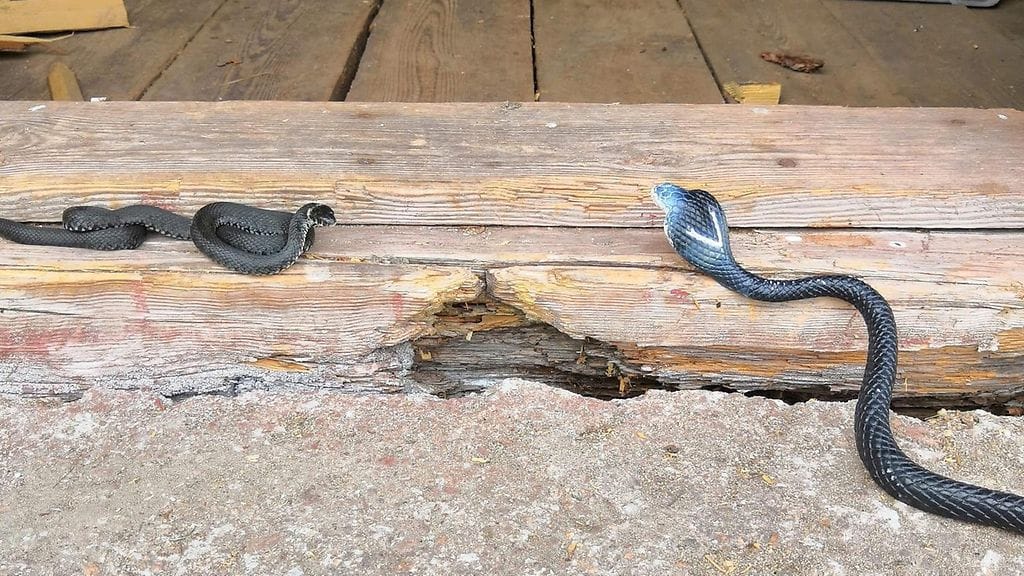 Reino ja leikkikäärme