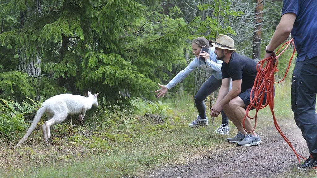 Albiinokenguru Willy Wonka karkasi ja aiheutti hämmästystä Ahvenanmaalla.