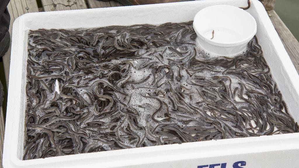 Ankeriaanpoikasten matkustamossa lennetään tiiviissä tunnelmissa. Kuva: Tapio Gustafsson / Kalatalouden Keskusliitto