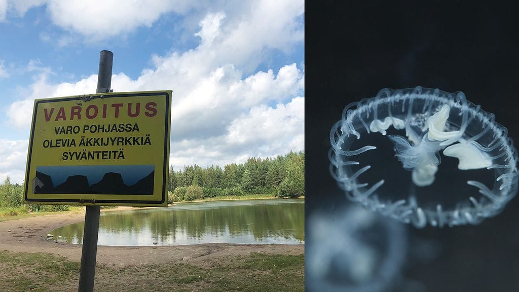 Noora Heikinheimo luuki aluksi vedessä leijaillutta "likamkönttiä" muovinpalaseksi. Otus paljastui kuitenkin Suomessa harvinaiseksi lammikkomeduusaksi.