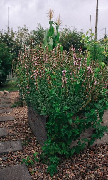 sivumaku-puutarha-minttu-iisoppi