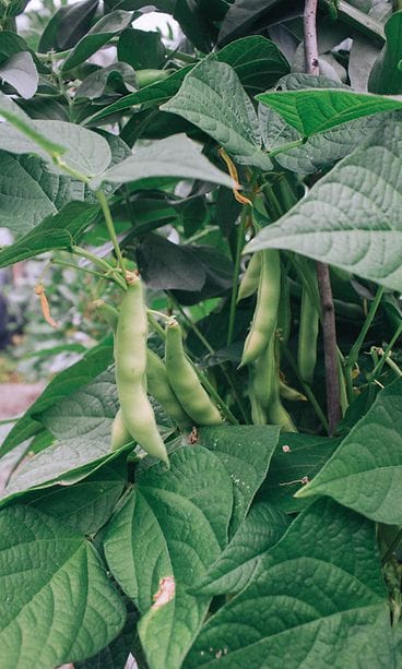 sivumaku-puutarha-papu