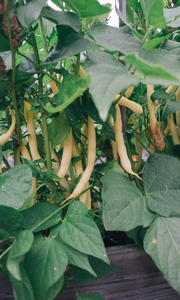 sivumaku-puutarha-tarhapapu