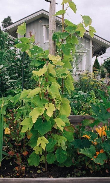 sivumaku-puutarha-viiniköynnös