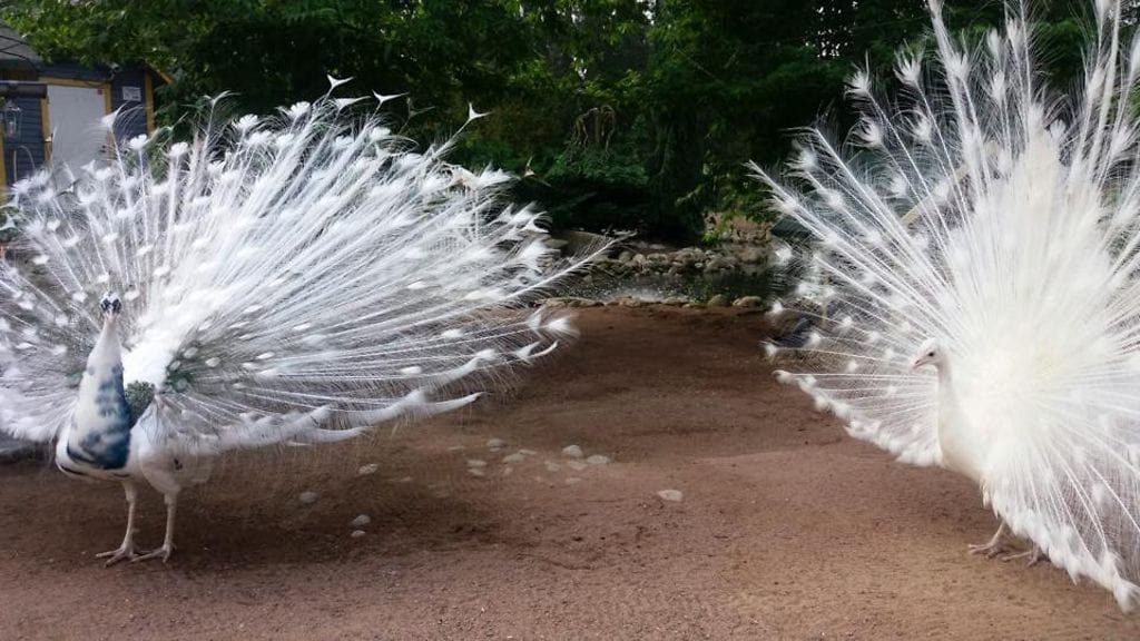 Kupittaan Lintulammikon linnut ovat viime aikoina kokeneet kovia. (Kuva: Kupittaan Lintulammikon Facebook)